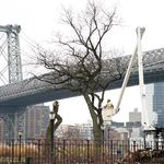 A worker chainsawing the tree canopy in East River Park, near the Williamsburg Bridge. The East Side Coastal Resiliency Project project will destroy 991 trees in total.